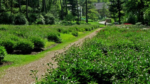 A winding path through a lush garden filled with green plants and colorful flowers, surrounded by trees.