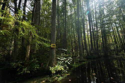 A serene forest scene with tall trees and a calm waterway, featuring a yellow sign on a tree trunk.