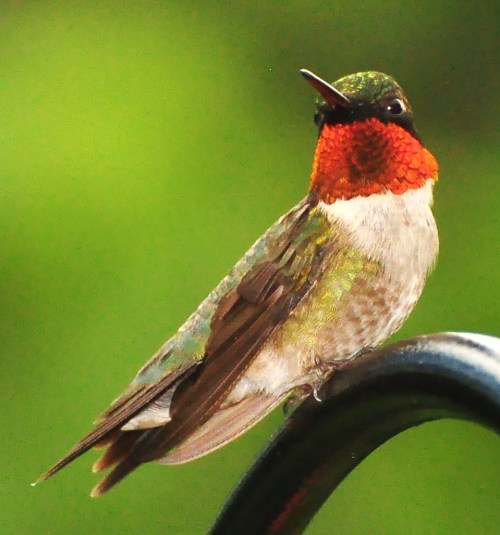 A colorful hummingbird perched on a black railing, showcasing vibrant green and red plumage against a blurred green background.