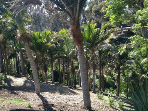 Lush palm trees in a sunny landscape, with a pathway winding through a tropical setting.