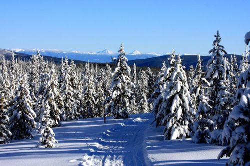A snowy landscape with tall evergreen trees and a clear blue sky, leading to distant mountains.