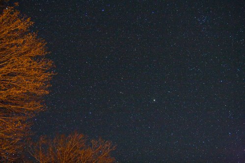 A starry night sky with numerous stars visible, framed by the silhouettes of bare tree branches on the left.
