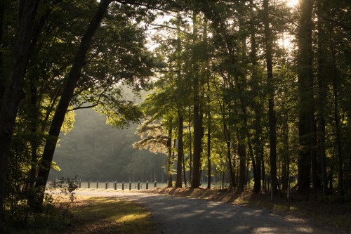 A serene forest scene with sunlight filtering through trees, illuminating a winding gravel path beside a calm lake.