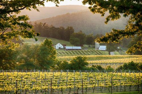 A scenic vineyard at sunset, with rolling hills, lush greenery, and a charming farmhouse in the background.