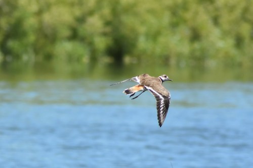 A bird in flight over a calm blue body of water, with green foliage in the background.