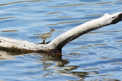 A small bird stands on a log over calm water, surrounded by rippling reflections.