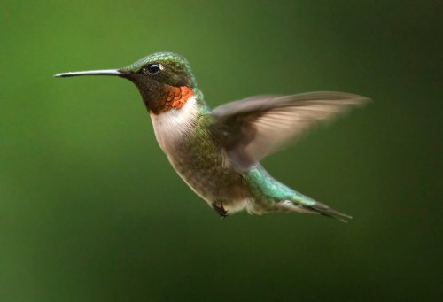 A hummingbird in mid-flight, showcasing its iridescent green feathers and vibrant orange throat against a blurred green background.