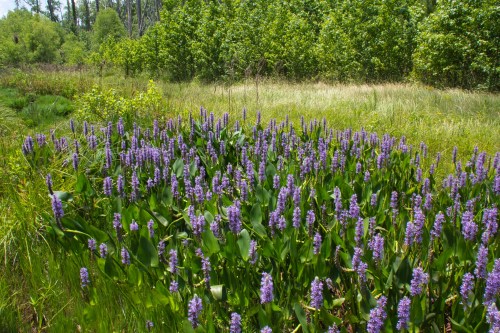 A vibrant field of purple flowers surrounded by lush green foliage and tall grass under a clear blue sky.