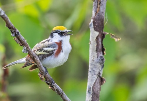 A colorful bird with a yellow crown and chestnut throat perched on a branch, surrounded by green foliage.