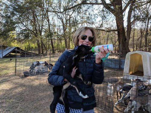 A woman in sunglasses holds a baby goat while feeding it from a bottle in a farmyard setting.