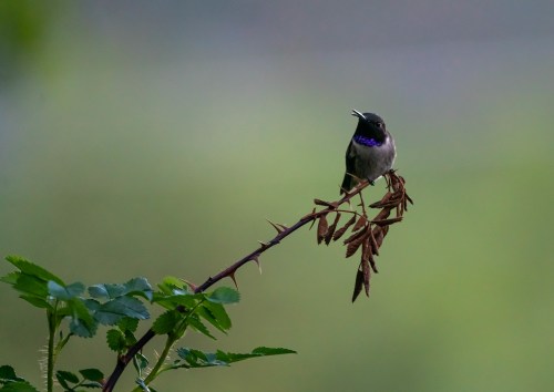 A small bird with a purple throat perched on a branch, surrounded by soft green foliage.