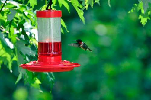 A hummingbird hovers near a red feeder filled with nectar, surrounded by green leaves.