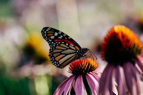 A monarch butterfly perched on a vibrant orange and pink flower, with a blurred natural background.