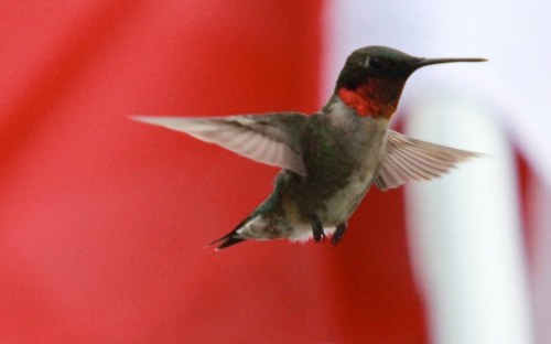 A hummingbird in mid-flight, showcasing its iridescent feathers against a blurred red background.