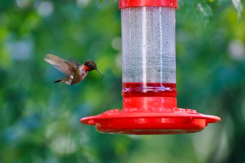 A hummingbird hovers near a red feeder filled with nectar, surrounded by green foliage.