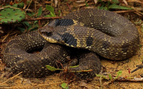 A coiled snake with a patterned brown and black body resting on the ground among leaves and dirt.