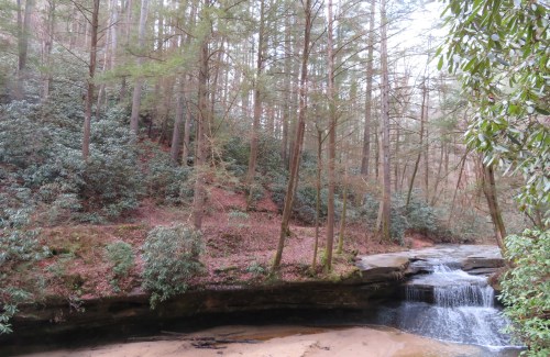 A serene forest scene featuring a small waterfall cascading over rocks, surrounded by tall trees and lush greenery.