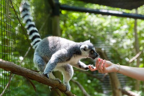 A lemur reaches out to a person's hand while perched on a branch in a lush, green environment.