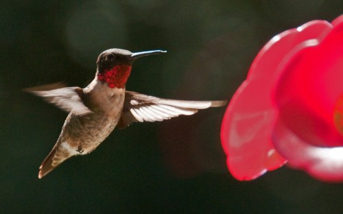 A hummingbird with a vibrant red throat hovers near a bright pink flower, wings in motion against a blurred background.
