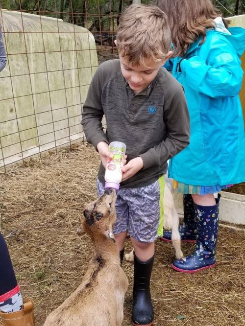 A child feeds a baby goat with a bottle while another child watches nearby in a farm setting.