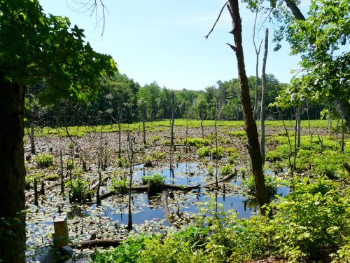 A serene wetland scene with lily pads, trees, and reflections in the water under a clear blue sky.