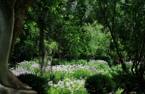 A lush garden filled with vibrant green foliage and blooming flowers in shades of purple and white.