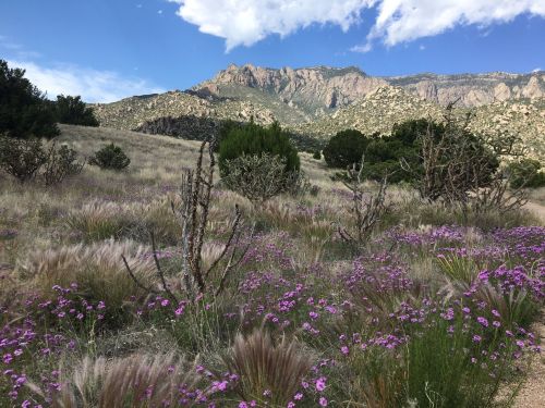 A scenic landscape featuring purple wildflowers, grassy terrain, and mountains under a blue sky with scattered clouds.
