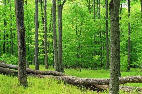 Lush green forest with tall trees and fallen logs, creating a serene and vibrant natural landscape.