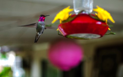 A hummingbird with a vibrant pink throat hovers near a red and yellow feeder.