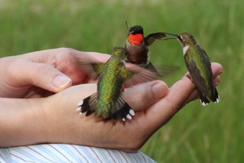 A person holds out their hands as three colorful hummingbirds hover nearby, showcasing their vibrant feathers.