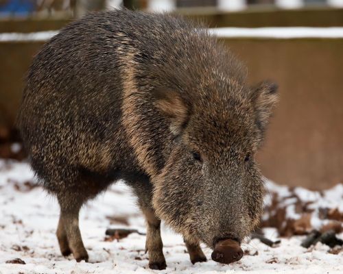 A wild boar with a thick, bristly coat stands on the ground, surrounded by fallen leaves and a light dusting of snow.
