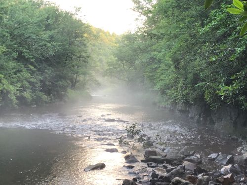 A misty river flows through a lush, green forest, with rocks lining the water's edge.