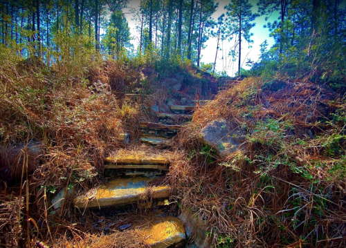 A winding stone staircase surrounded by tall trees and dry grass, leading up a hillside under a bright blue sky.