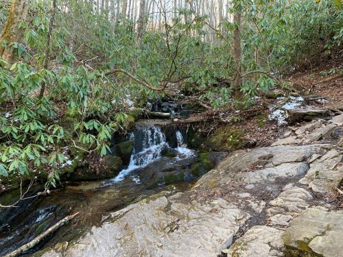 A serene forest scene featuring a small waterfall flowing over rocks, surrounded by lush greenery and trees.