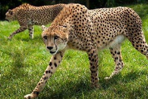 Two cheetahs walking on green grass, showcasing their distinctive spotted coats.