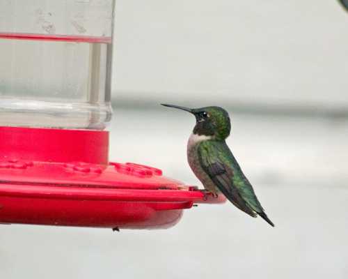 A small hummingbird perched beside a red feeder filled with nectar, showcasing its iridescent green and pink feathers.