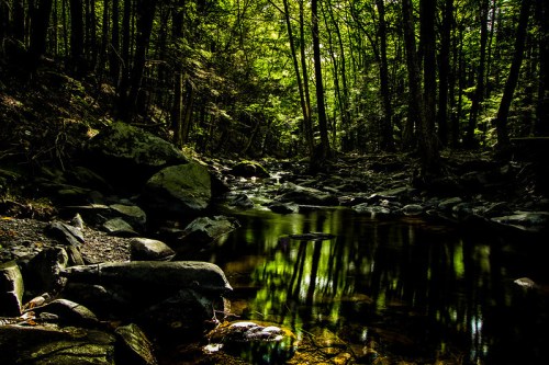 A serene forest scene with a rocky stream reflecting lush green trees and sunlight filtering through the foliage.