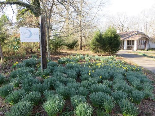 A garden with green plants and yellow flowers in front of a house, with a sign that reads "Frog Hill."