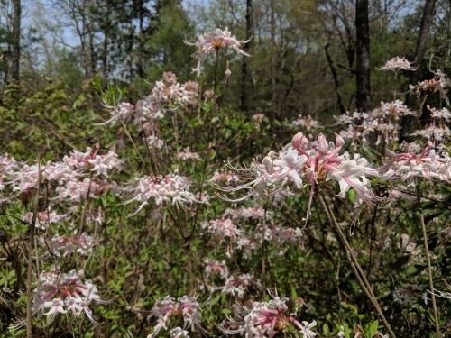 A cluster of delicate pink and white flowers blooming among green foliage in a wooded area.