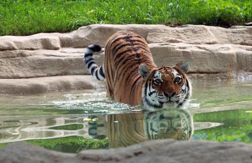 A tiger wades through shallow water, surrounded by rocks and greenery, with its reflection visible in the water.