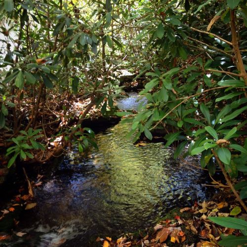 A serene stream flows through lush greenery, surrounded by vibrant leaves and fallen autumn foliage.