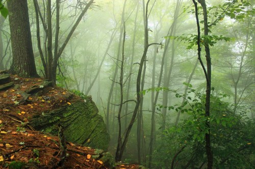 A misty forest scene with tall trees, lush greenery, and a rocky outcrop, creating a serene, tranquil atmosphere.