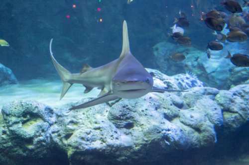 A shark swims gracefully in an aquarium, surrounded by rocks and smaller fish.