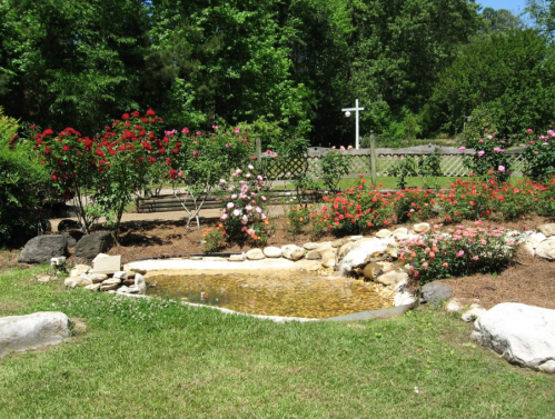 A serene garden with a small pond, surrounded by vibrant rose bushes and a wooden fence in the background.