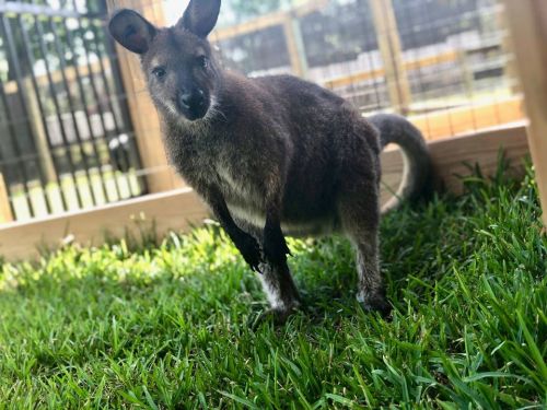 A kangaroo stands on green grass inside a fenced enclosure, looking curiously at the camera.