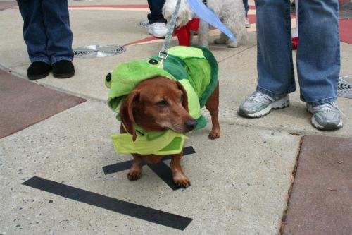 A dachshund in a green frog costume stands on a sidewalk, surrounded by people and a small white dog.