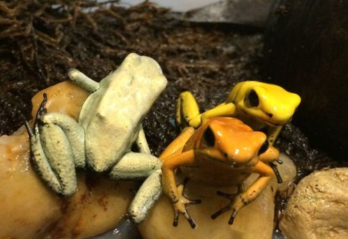 Three colorful frogs—one green, one yellow, and one orange—perched on rocks in a natural setting.