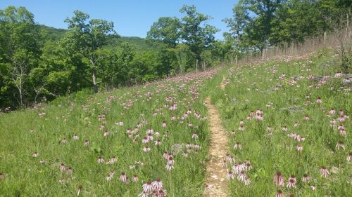A scenic trail through a vibrant field of pink and white flowers, surrounded by lush green trees and a clear blue sky.