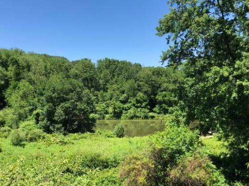 Lush green trees surround a calm pond under a clear blue sky, creating a serene natural landscape.