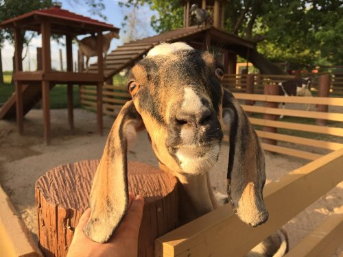 A close-up of a goat with long ears, looking curiously at the camera, with a wooden post in the foreground.